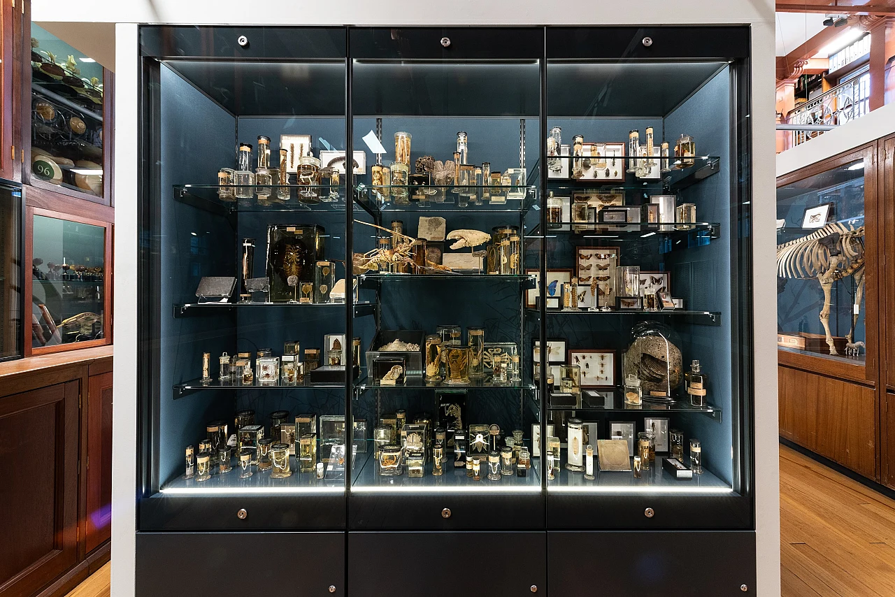 UCL Museums
